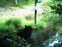 BearInPond