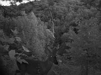 BuckAtNight