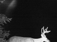 Buck Velvet