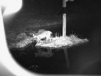 IR Bobcat