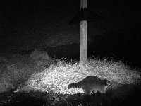 RaccoonNight