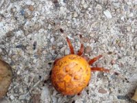 Spider