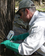 Rick operating on tree